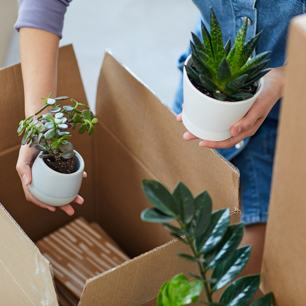 Moving Plants: Step-by-Step Guide to Plant Relocation